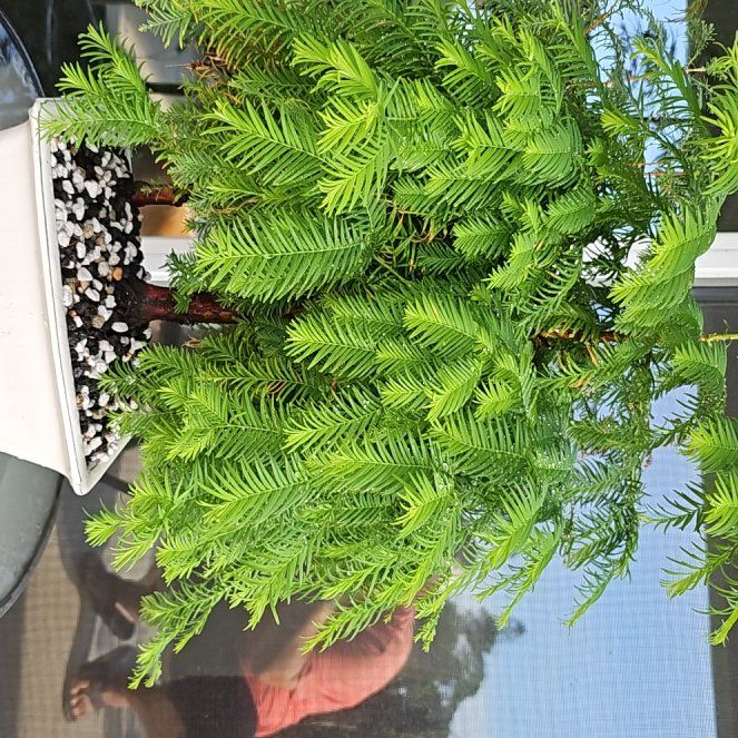 Photo of the plant species Dawn Redwood by @InventiveYuzu1 named Daphne on Greg, the plant care app
