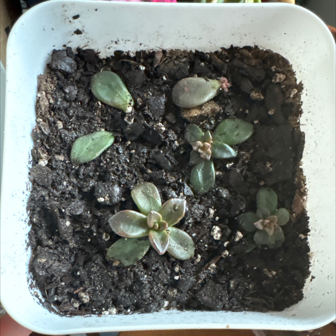 Photo of the plant species Echeveria compressicaulis by @esjaydee named Rihanna on Greg, the plant care app