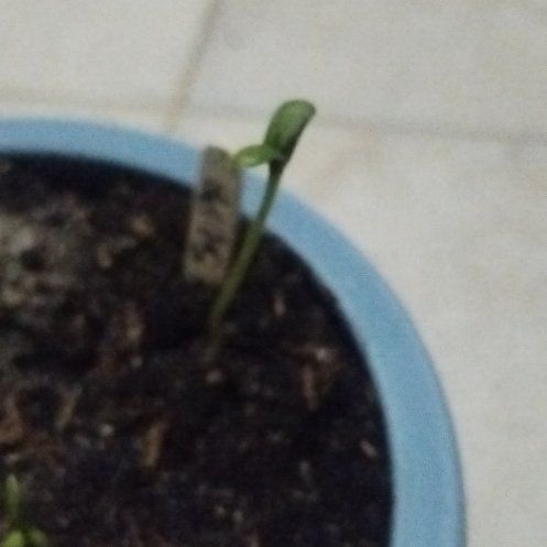 Photo of the plant species Tall Sunflower by @Nesa27 named Supa on Greg, the plant care app