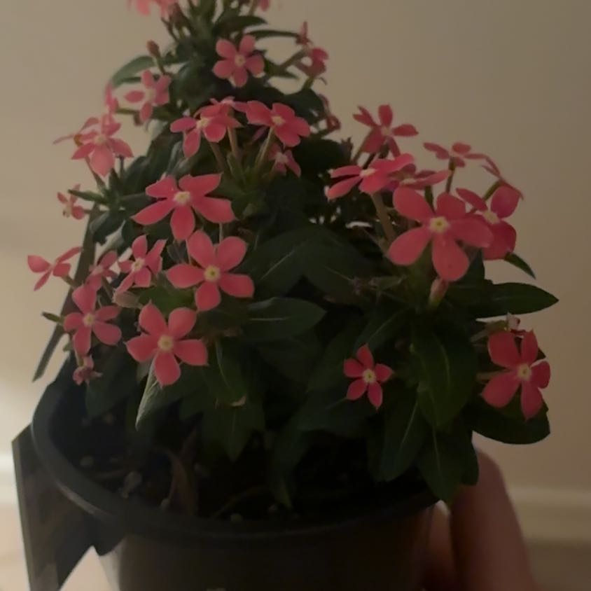 Photo of the plant species Soiree Kawaii Coral Vinca by @TenderTrextoes named Fernie Saunders on Greg, the plant care app