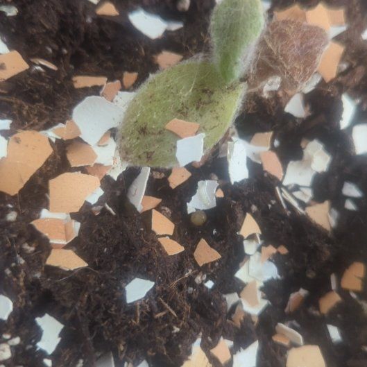 Photo of the plant species Tradescantia Purple Fuzzy by @HoorayBlackhoya named Spike Leaves on Greg, the plant care app