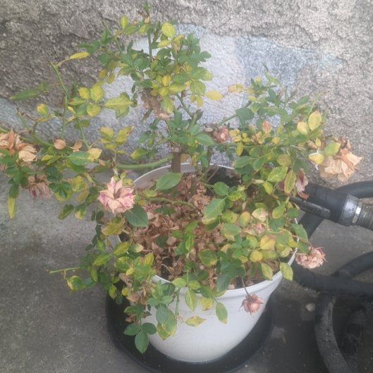 Photo of the plant species Tournament of Roses Grandiflora Rose by @HoorayBlackhoya named Queen on Greg, the plant care app