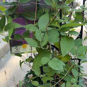 Photo of the plant species Clematis 'Jackmanii Superba' by @RuggedPhalsa47 named Daphne on Greg, the plant care app