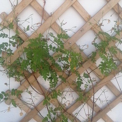 Photo of the plant species Robert Geranium by @HeadJiaogulan named da Vinci on Greg, the plant care app