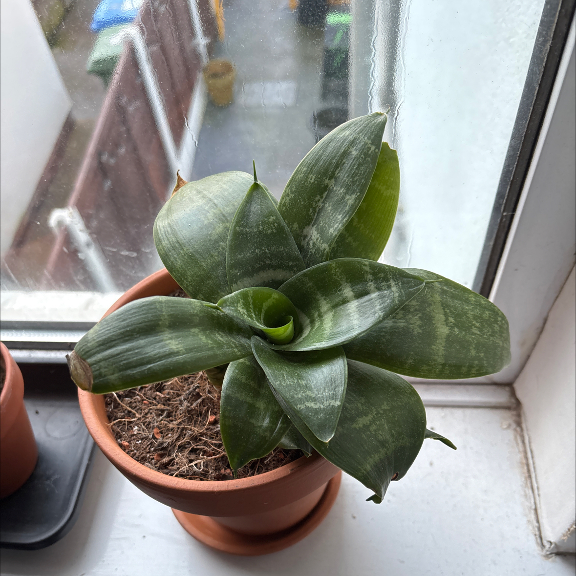 Photo of the plant species Bird's Nest Snake Plant by @FabMakura32 named Leonardo on Greg, the plant care app