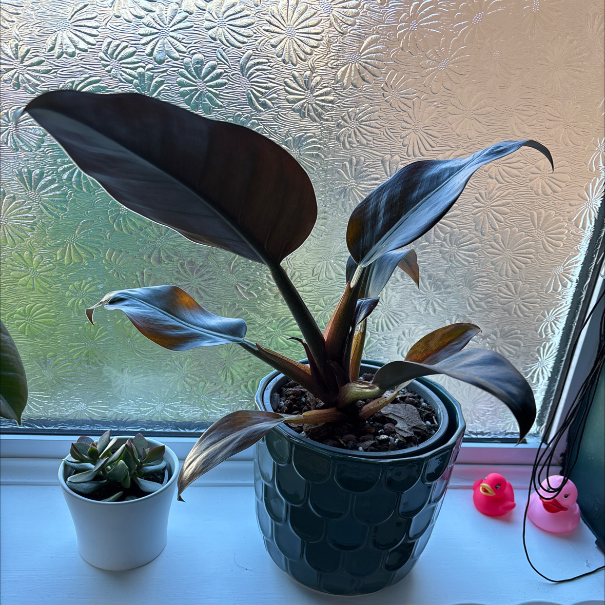 Photo of the plant species Philodendron 'Imperial Red' by @FabMakura32 named Bonnie on Greg, the plant care app