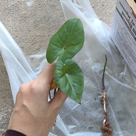 Photo of the plant species Alocasia 'Imperial Red' by @BestSmoothsumac named Hamilton on Greg, the plant care app