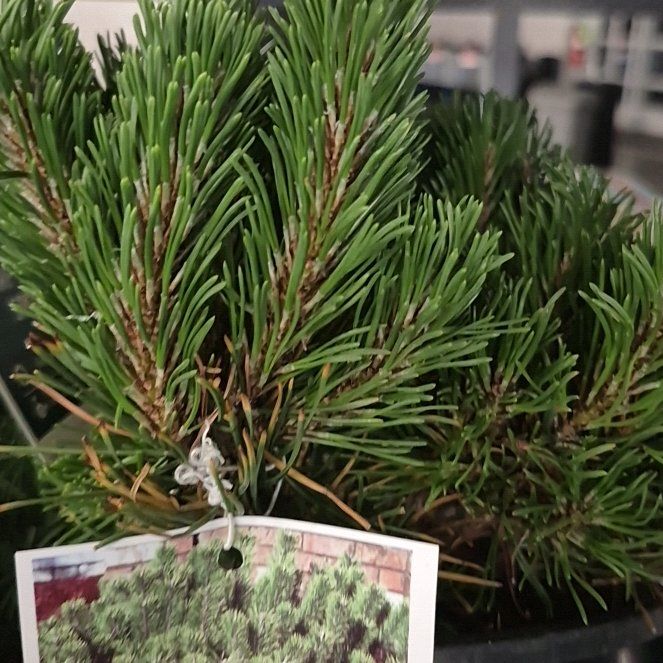 Photo of the plant species Scots Pine by @RadCentro57 named Daphne on Greg, the plant care app