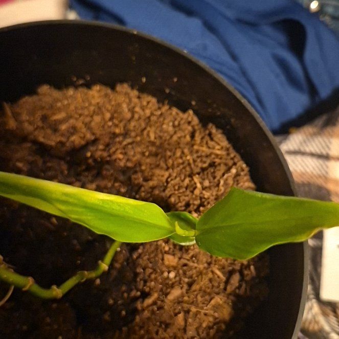 Photo of the plant species Asiatic Dayflower by @RadCentro57 named Denali on Greg, the plant care app