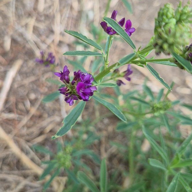 Photo of the plant species Alfalfa by @RadCentro57 named Rainier on Greg, the plant care app