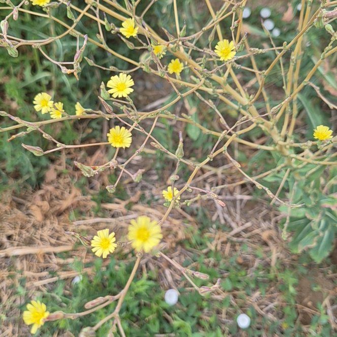 Photo of the plant species Oil Lettuce by @RadCentro57 named Rosa on Greg, the plant care app