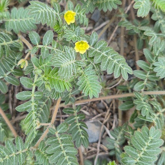 Photo of the plant species Puncturevine by @RadCentro57 named Dax on Greg, the plant care app