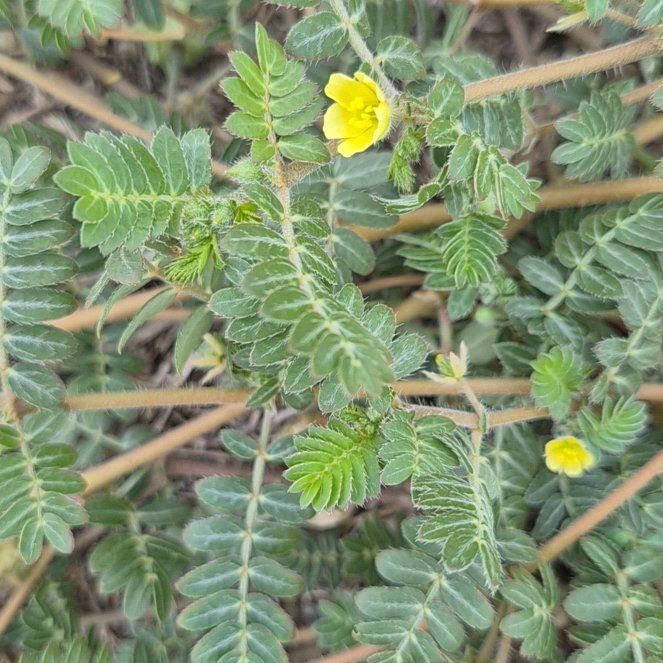 Photo of the plant species Puncturevine by @RadCentro57 named Plato on Greg, the plant care app