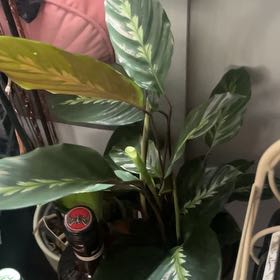 Photo of the plant species Prayer Plant by @Jadevda2006 named Planty on Greg, the plant care app