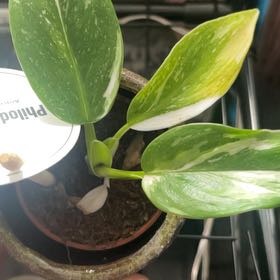 Photo of the plant species Philodendron White Wizard by @Jadevda2006 named Willow on Greg, the plant care app