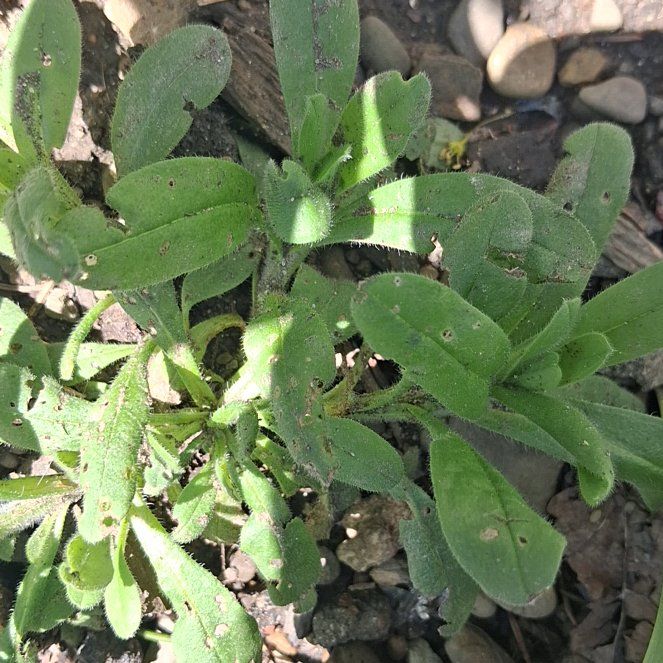 Photo of the plant species Indian Blanket by @ClementFord80 named Marley on Greg, the plant care app