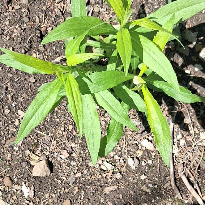 Photo of the plant species Canadian Fleabane by @ClementFord80 named Achilles on Greg, the plant care app