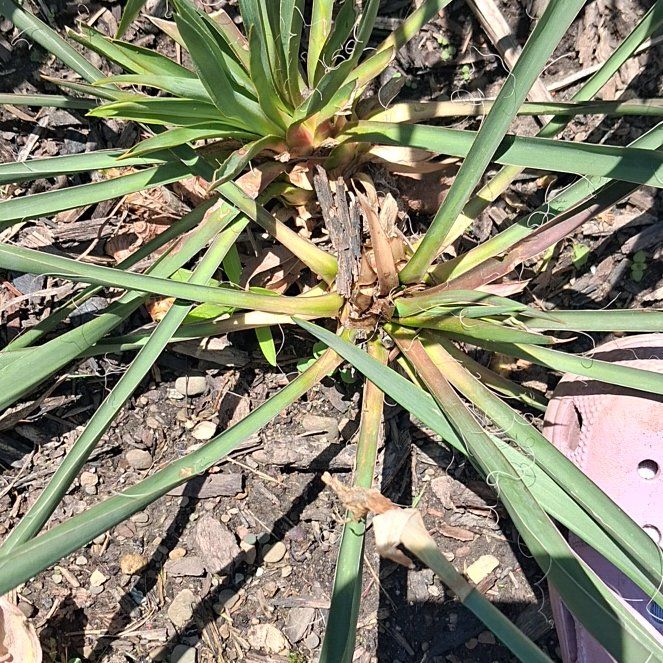 Photo of the plant species Twistleaf Yucca by @ClementFord80 named Treeyoncé on Greg, the plant care app