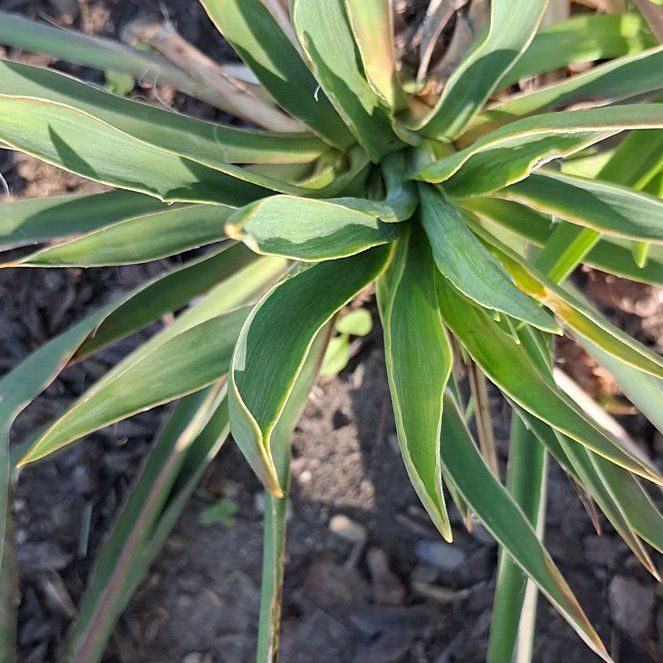 Photo of the plant species Twistleaf Yucca by @ClementFord80 named Miley on Greg, the plant care app
