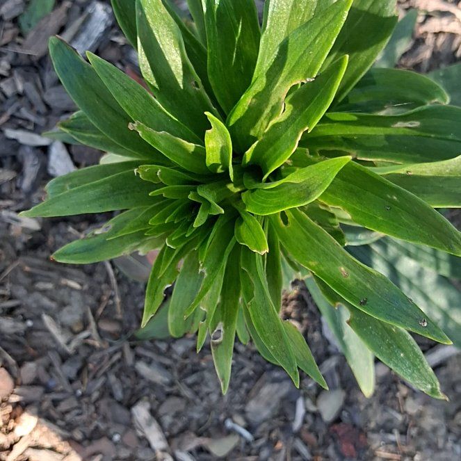 Photo of the plant species Madonna Lily by @ClementFord80 named Bella on Greg, the plant care app