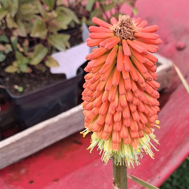 Photo of the plant species Torch Lily by @ClementFord80 named Figyonce on Greg, the plant care app