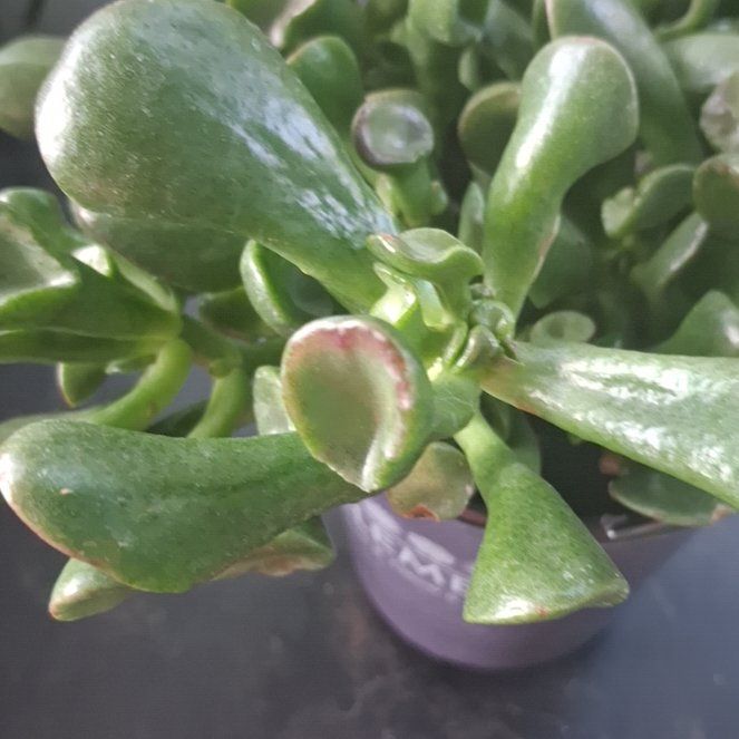 Photo of the plant species Ripple Jade by @ClementFord80 named Nemo on Greg, the plant care app