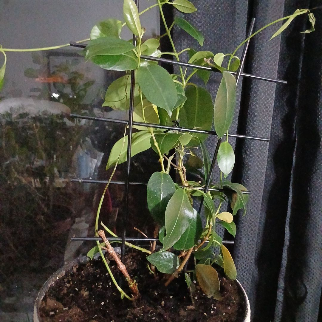 Photo of the plant species Red Mandevilla by @ClementFord80 named Maya on Greg, the plant care app