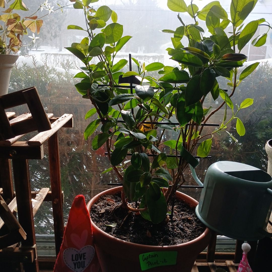 Photo of the plant species Mandevilla 'Klevilla' by @ClementFord80 named Captain Plant-it on Greg, the plant care app