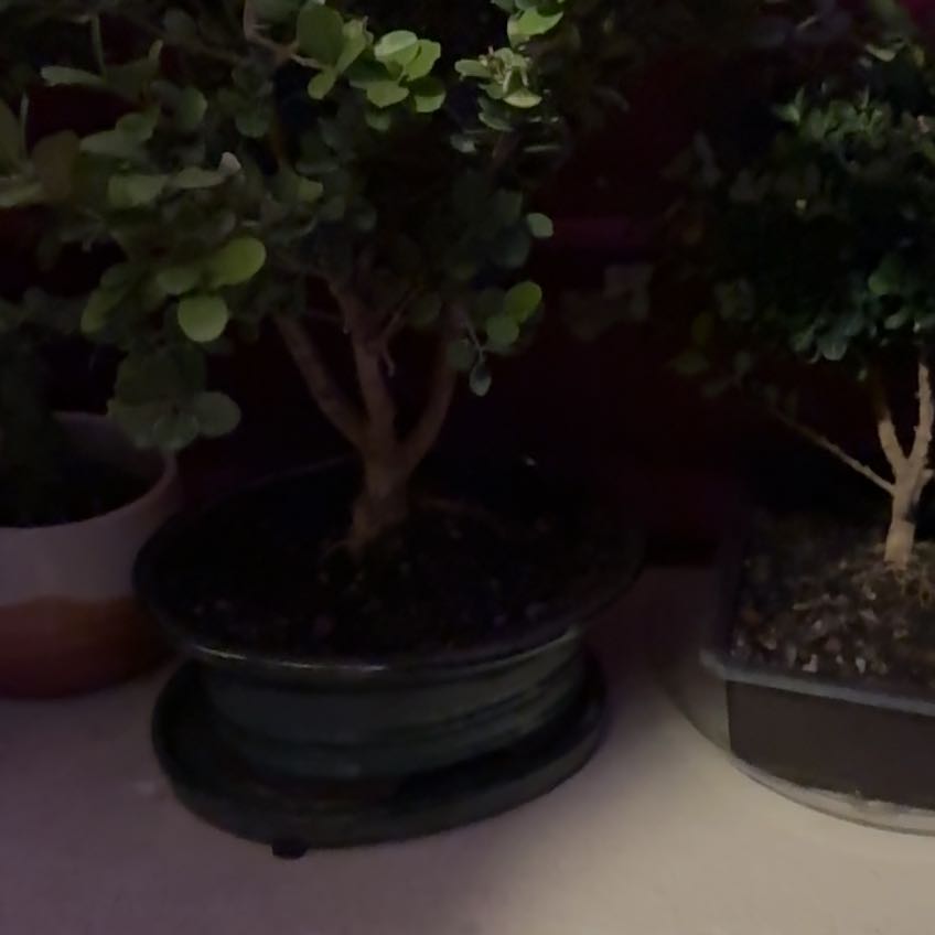 Photo of the plant species Japanese Boxwood by @HeraldedPecan86 named Bruce Lee on Greg, the plant care app