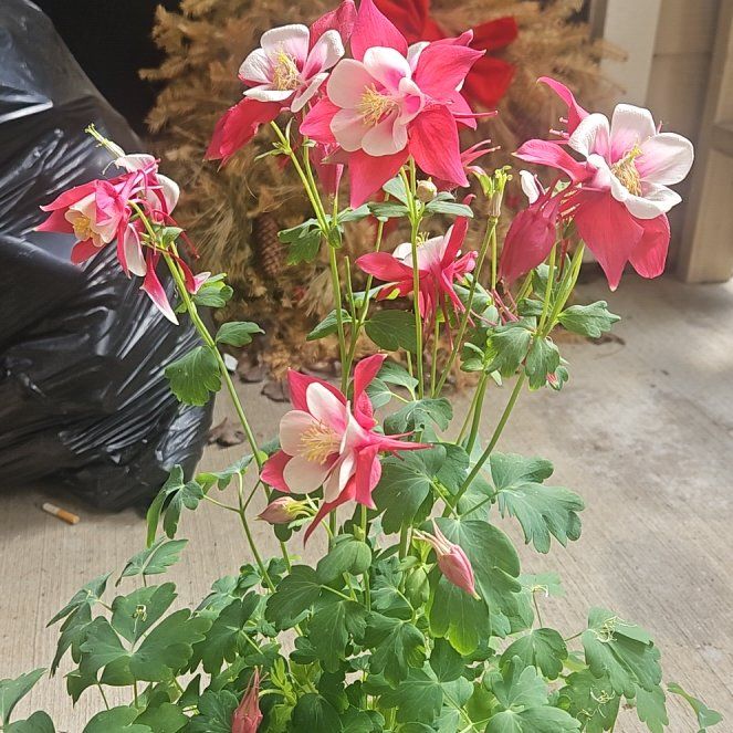 Photo of the plant species Aquilegia 'Earlybird Mix' by @RelevantRuby85 named Tree Diddy on Greg, the plant care app