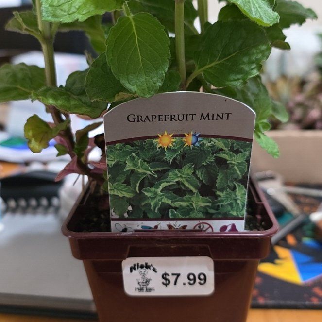 Photo of the plant species Grapefruit Mint by @MamaPlant25 named Fernie Mac on Greg, the plant care app