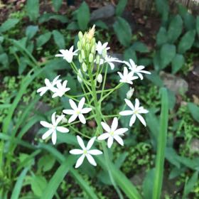 Photo of the plant species Star of Bethlehem by @BuoyantTipa named Gaga on Greg, the plant care app
