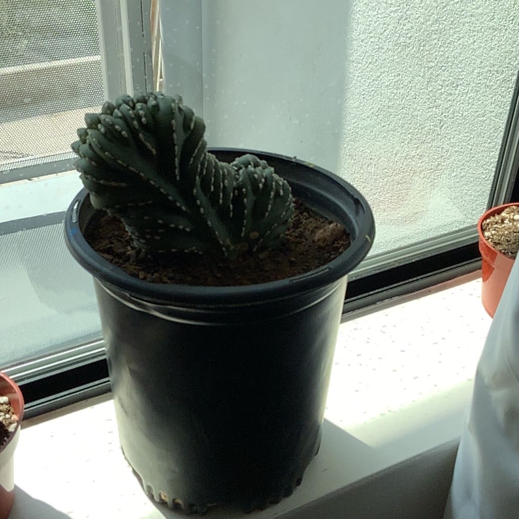 Photo of the plant species Crested Mexican Fence Post by @TubularCilantro named Gomez on Greg, the plant care app