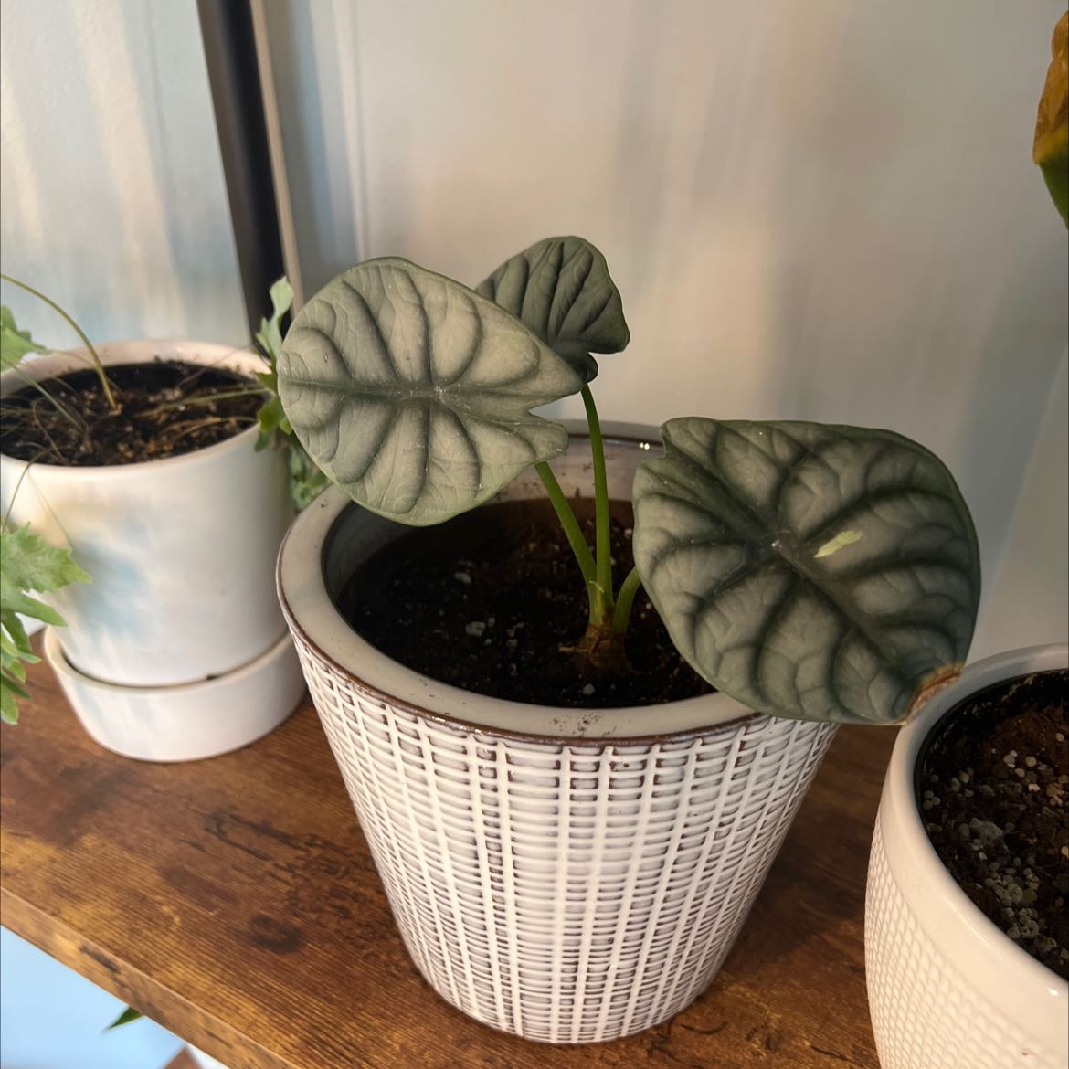 Potted Silver Dragon plant with silver-veined leaves, healthy and well-framed.