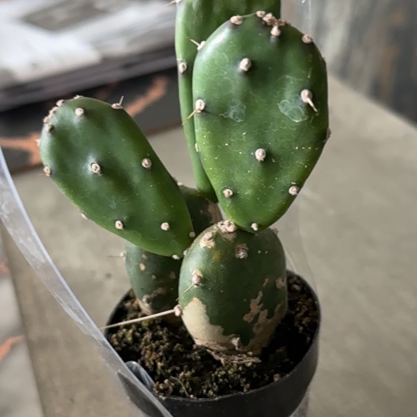 Photo of the plant species Quimilo Prickly Pear by @CaredforJicaro named McKinley on Greg, the plant care app