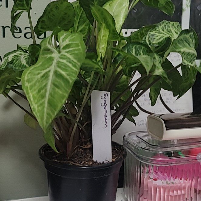 Photo of the plant species Syngonium Glo Go by @ASHA333 named Glo Go on Greg, the plant care app