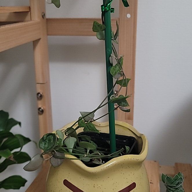 Photo of the plant species String Of Arrows by @ASHA333 named Arrow on Greg, the plant care app