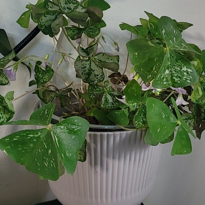 Photo of the plant species Oxalis 'Irish Mist' by @ASHA333 named Plato on Greg, the plant care app