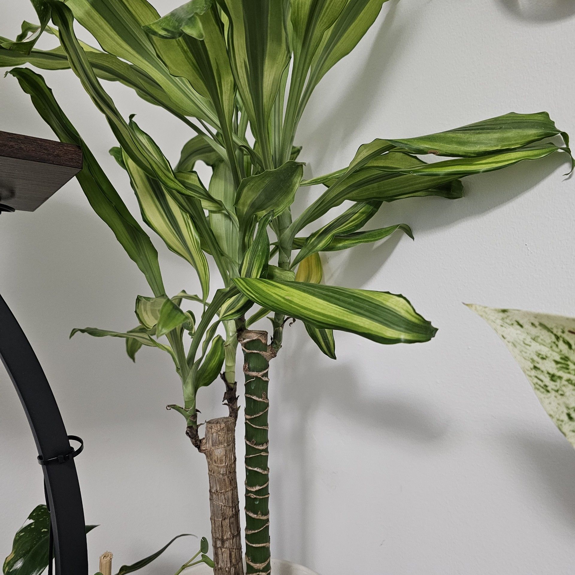 Photo of the plant species Happy Plant by @ASHA333 named Naomi on Greg, the plant care app