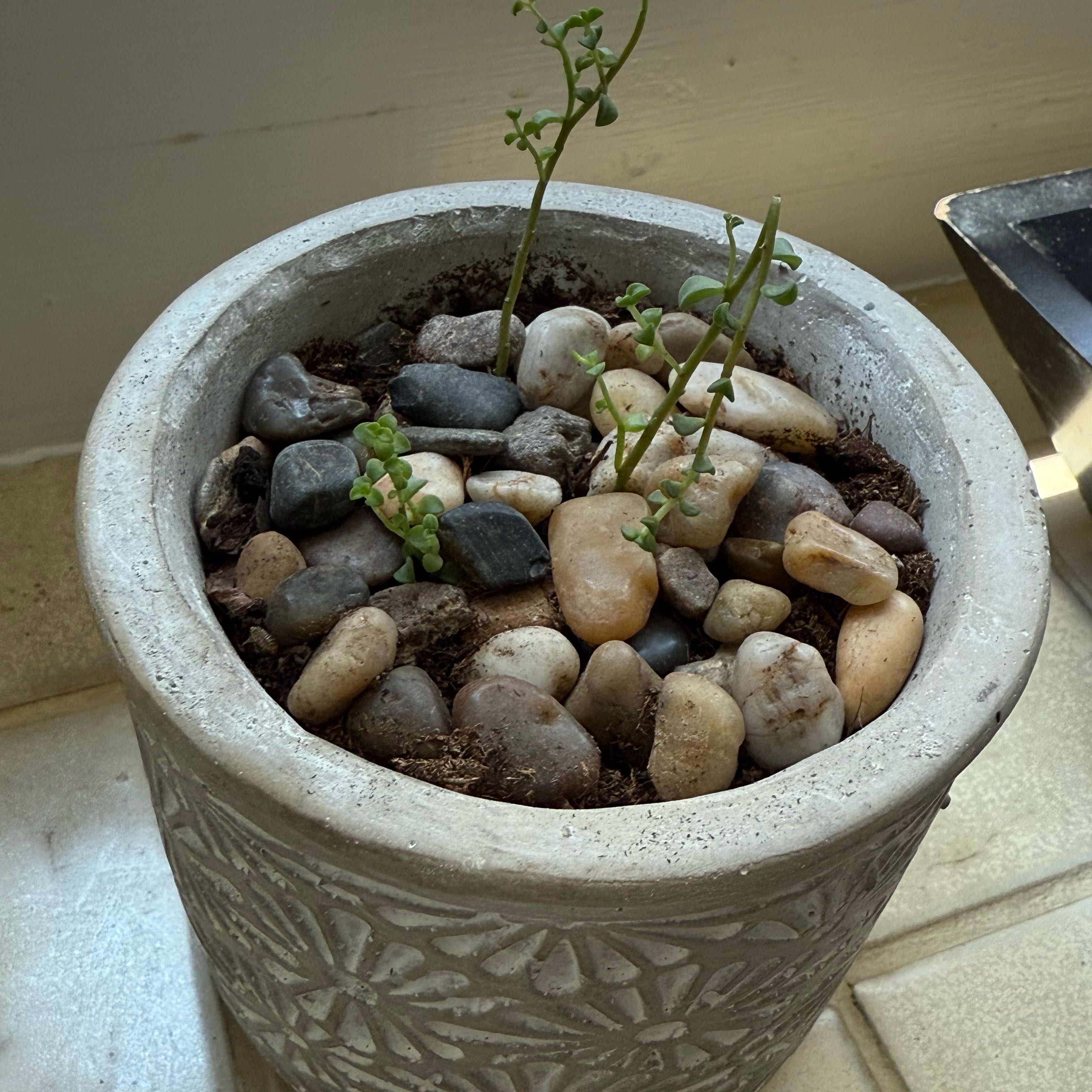 Photo of the plant species Ivory Towers Crassula by @HighGiantreed58 named Bruce Leaf on Greg, the plant care app