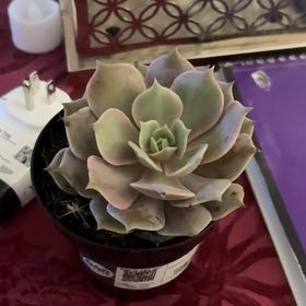 Photo of the plant species Succlent by @SwiftOakmoss35 named Mochi on Greg, the plant care app
