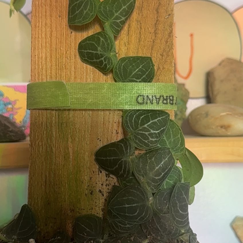 Photo of the plant species Rhaphidophora cryptantha by @FamedPlushplant named Winston on Greg, the plant care app