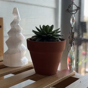 Photo of the plant species Hens and Chicks by @SageSister50 named Basil on Greg, the plant care app