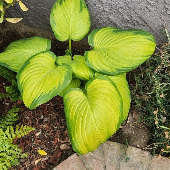 Photo of the plant species Hosta 'Guacamole' by @EternalAcajou47 named Sonora on Greg, the plant care app