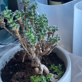 Photo of the plant species African Bonsai by @BigTreeivy72 named Harper on Greg, the plant care app