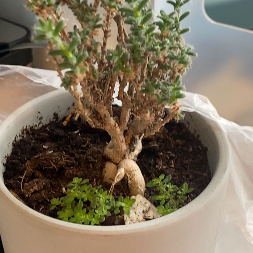 Photo of the plant species African Bonsai by @BigTreeivy72 named Dolores on Greg, the plant care app