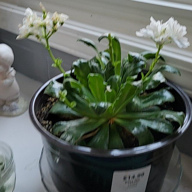 Photo of the plant species Elise Lewisia by @QuickFanmoss78 named Leaf Erickson on Greg, the plant care app