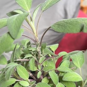 Photo of the plant species Salsa Purple Sage by @NoblyFrostyfern named Einstein on Greg, the plant care app