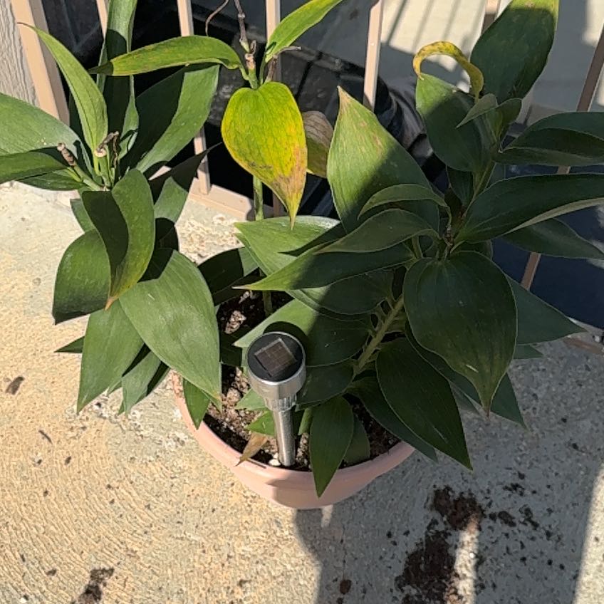 Photo of the plant species Stargazer Lily by @CosmicKeylime56 named Zeus on Greg, the plant care app