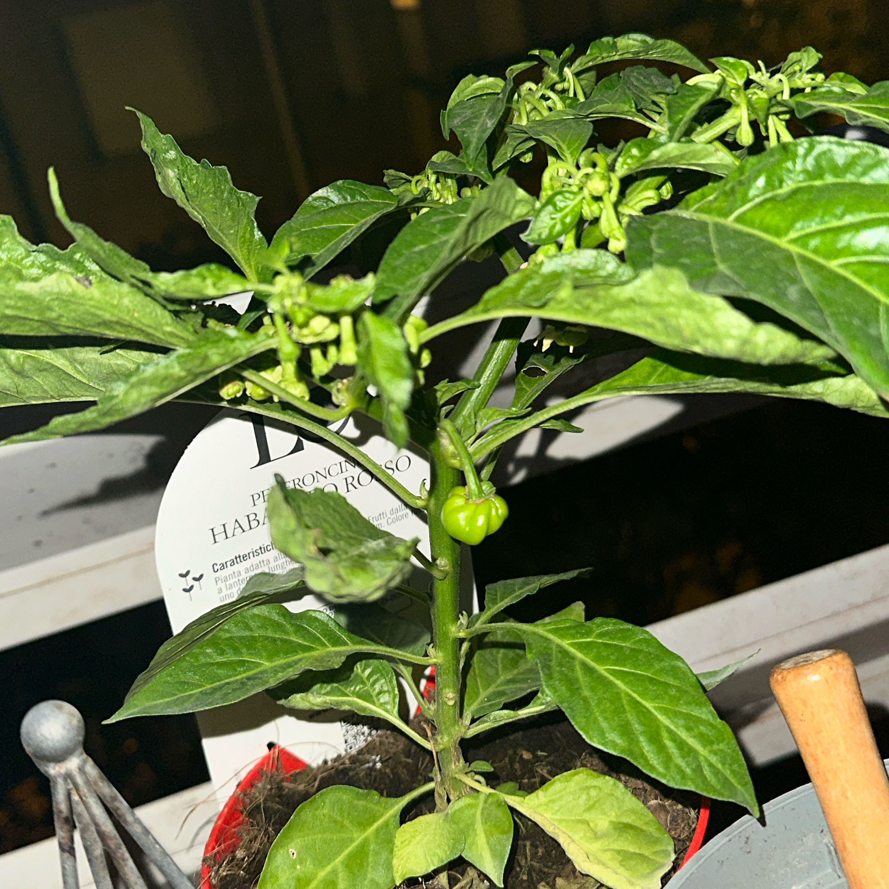 Photo of the plant species Red Habanero by @TryLettuce9 named Habanero on Greg, the plant care app